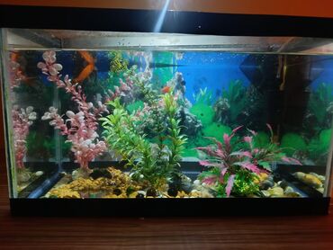 Akvariumlar: Təcili satılır köclə -da lalafo.az — 11 Akvariumlar: Təcili satılır köclə — 11