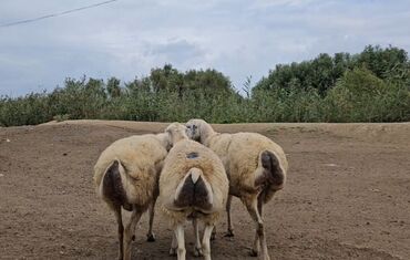 qurbanlıq qoyun qiymətləri 2023: Самка, лет: 1, 100 кг, Для разведения, Бесплатная доставка