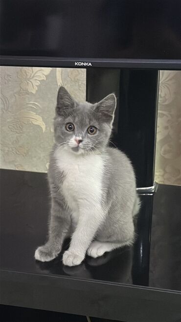 Продажа кошек: Скотиш Страйт (Шотландская прямоухая), 3 месяца, Девочка, Серый, Приучена к лотку at lalafo.kg — 3 Продажа кошек: Скотиш Страйт (Шотландская прямоухая), 3 месяца, Девочка, Серый, Приучена к лотку — 3