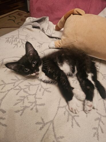 шотландская вислоухая кошка черная: Кошка даром: Беспородная, 2 месяца, Мальчик, Приучена к лотку