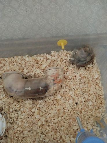 hamster yuvası: Məhsul: Hamsterlər (uzun tüklü cins) Təsvir: - Şirin, uzun tüklü — 2