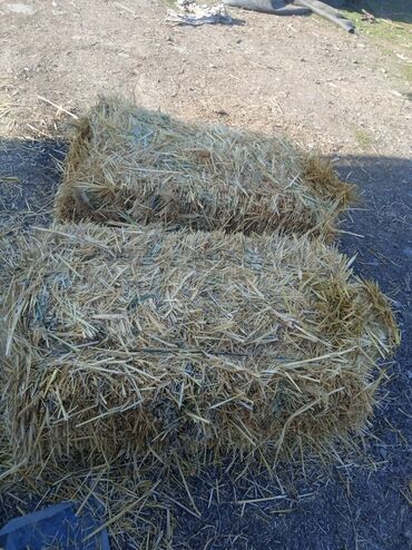 где купить кукурузу для попкорна в бишкеке: Продаются тюки солома,овсяная .
Ново-Покровка