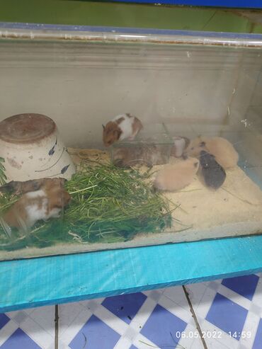 Рыбы: Рыбы — 2