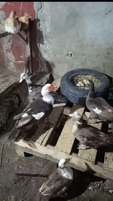 Ördəklər: Məhsul: ağ-qara və qəhvəyi-ağ rəng çalarlarında muskovi ördəklər — 7