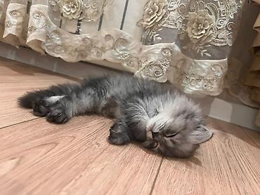 сиамский вислоухий кот: Скотиш Фолд (Шотландская вислоухая), 2 месяца, Девочка, Серебристая шиншилла, Приучена к лотку — 3