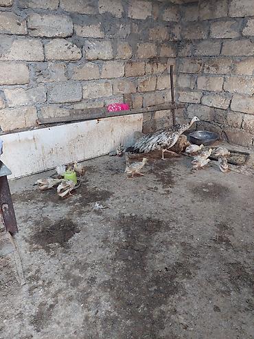 at satisi qiymetleri: Salam tovuzquşu balalari satilir. 1 ededi 40 manata — 1