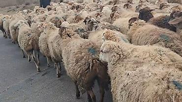 Qoyunlar, qoçlar: 550 baş qaradolaq sortu satlır qiymet elaqe saxla — 11