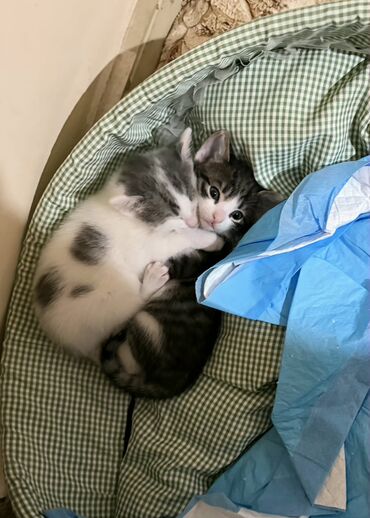 Pişiklər: Erkək, Dişi, Yaxşı əllərə — 12