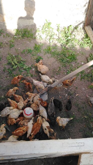 heyvanlara verilen xususi adlar: 2aylıq cucələr 2.50 qepik