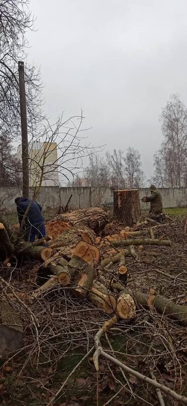 находки отдам даром: Отун бекер, терек кыйгандан кийинки калгандарды, кимге керек болсо