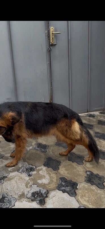 породистые собаки в добрые руки: Немецкая овчарка, С прививками at lalafo.az породистые собаки в добрые руки: Немецкая овчарка, С прививками