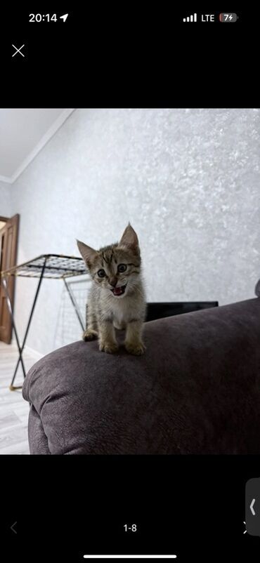 купить дом для кота: Мышык бекер берилет: Породасыз, 2 айлык, Эркек