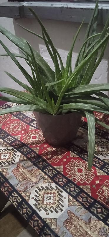 aci bibər: Aloe Vera (Aloe barbadensis) – dekorativ və faydalı sukulent - Qablı — 2