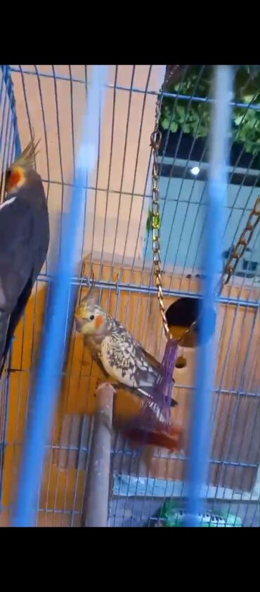 Tutuquşları: Məhsul: Nimfa (Cockatiel) cütü və qəfəs dəsti Təsvir: - Eyni qəfəsdə — 9