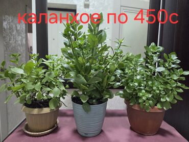 аксессуары для аквариума: Комнатные растения в горшках: - Каланхоэ — сочные, плотные зелёные