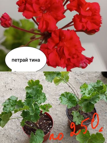 зеркола домашный: Садовые цветы и кустарники
