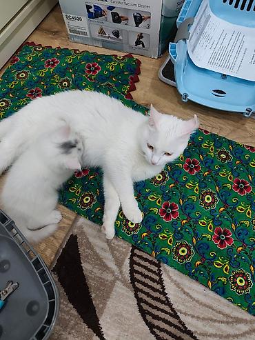black cat: Кошка даром: Ангорская, Девочка — 1