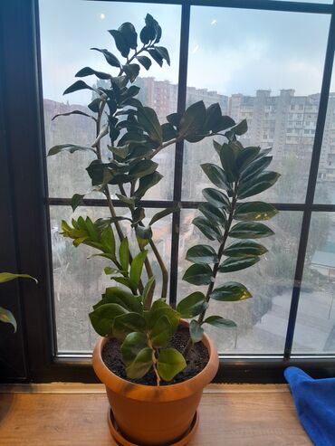 plastik gul qablari: Zamioculcas zamiifolia (ZZ bitkisi) – dekorativ otaq bitkisi - Qalın
