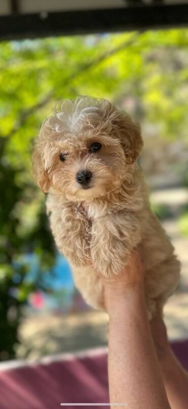 Psi: Maltipoo vrhinske genetike u registrovanoj odgaivacnici Bahu Djokovic na lalafo.rs — 8 Psi: Maltipoo vrhinske genetike u registrovanoj odgaivacnici Bahu Djokovic — 8