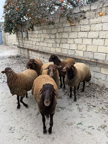 Qoyunlar, qoçlar: Erkək, Qala, il: 1, 65 kq, Damazlıq, Ünvandan götürmə — 3