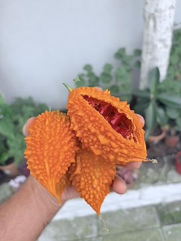 qrusa satisi: Acı xiyar (Momordika, “bitter melon”) – başqa cür Qüdrət narı meyvəsi — 5