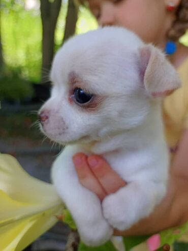 Собаки: Продаются чистопородные щенки чихуахуа.мальчик белый с рыжими пятнами