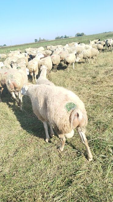 Qoyunlar, qoçlar: Qoyun sürüsü – ət və süd istiqamətli yerli cinslər - Şəkillərdə geniş -da lalafo.az — 17 Qoyunlar, qoçlar: Qoyun sürüsü – ət və süd istiqamətli yerli cinslər - Şəkillərdə geniş — 17