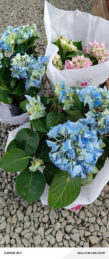 Газон: САЖЕНЦЫ САМШИТЫ саженцы кустарников саженцы магнолии саженцы олеандра at lalafo.kg — 8 Газон: САЖЕНЦЫ САМШИТЫ саженцы кустарников саженцы магнолии саженцы олеандра — 8