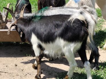 продам домик для кошки: Продаю | Коза (самка), Козёл (самец), Козлёнок | На забой, Для разведения, Для молока