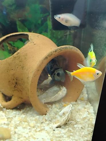 100 l akvarium: Akvaryum zbor satllr əl isidi en 25 hündürlük 40 uzunluq 60 — 5