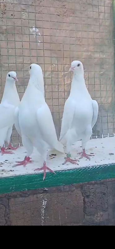 qus qəfəsi: Salam Aleykum 2-3cüt satig var uçuş saatlari ən az 4-5 saat.Real — 5
