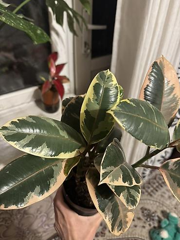 Фикусы: Фикус эластика вариегатный (Ficus elastica ‘Tineke’)
В горшке 3 стебля — 5