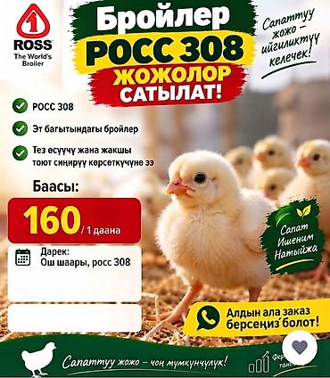 жаны асый: 🔥 PREMIUM QUALITY ROSS 308 BROILER CHICKS FOR SALE! 🔥 — 1