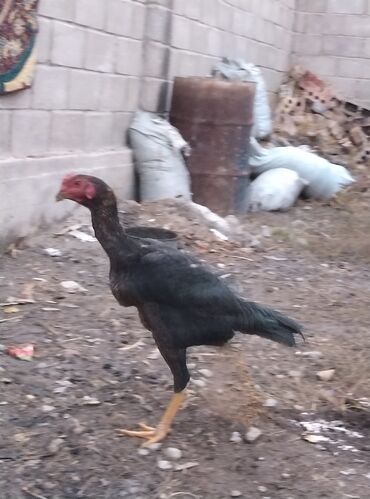 машины на продажу бишкек: Продаю | Петух | Бойцовая | Для разведения