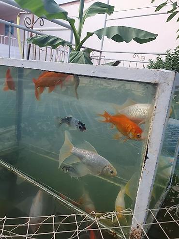 Рыбы: Рыба карп кои японские декоративный разне цветле размер7-10см до 35см — 6