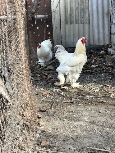 Toyuqlar: Toyuq, Brama, Yumurtalıq, Ünvandan götürmə — 8