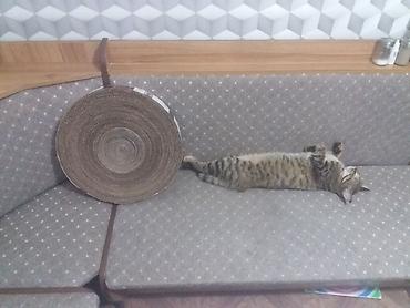 куплю цеплят: Когтеточка для котят и кошек. Прямоугольная: длина — 5