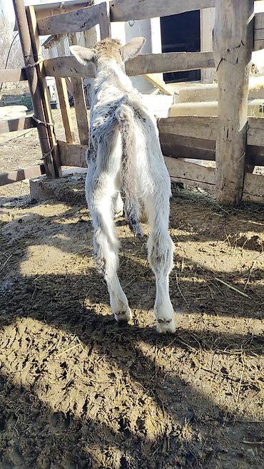 Коровы, быки: Продаю | Корова (самка) | Для разведения | Привязанные — 10