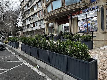 epimedium bitkisi satisi: Taxtalar ile ve, restoran, ofis, otel ve s. Məkanlarınızın müasir və — 2