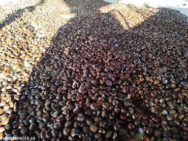 Turşular: Şabalıd – təbii, iri dənəli - Növ: yeməli şabalıd (Castanea sativa) -