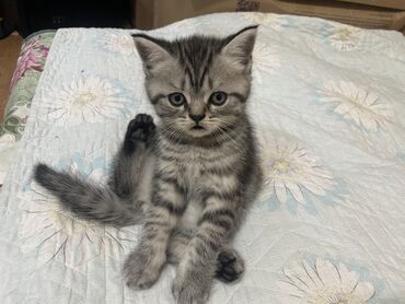 камышовый кот цена: Отдам даром в хорошие руки!!! 
возраст 2 месяца