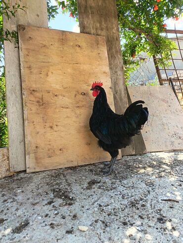 Toyuqlar: Toyuq, Australorp, Damazlıq