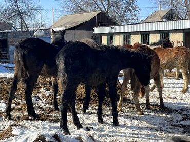 уй сатып алам ош: Кулундар сатылат 65000ден 100000 ге чейин