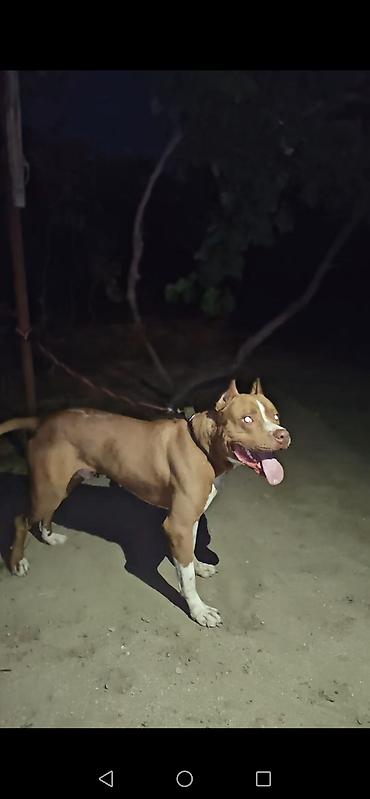 pitbul balaları: Pitbul, Erkək, Cütləşmə üçün — 1