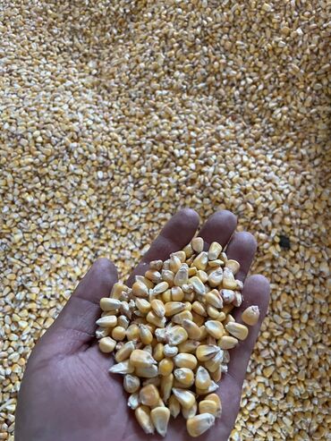 Зерновые культуры: Семена и саженцы Кукурузы, Самовывоз