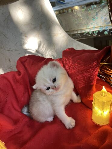 Pişiklər: Britan, Erkək, Dişi — 8