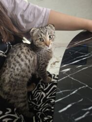 шотландская прямоухая: Мышык бекер берилет: Экзотикалык, Эркек, Лотокко барууга үйрөтүлгөн