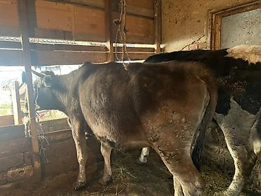 Коровы, быки: Продаю | Корова (самка) | Голштин, Аулиекольская | На забой, Для разведения | Племенные, Нетель — 5