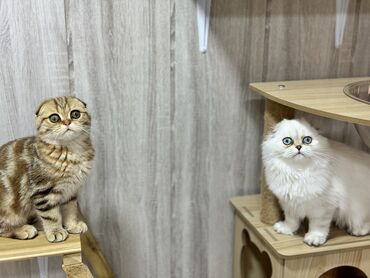 купить кошку вислоухий: Скотиш Фолд (Шотландская вислоухая), 4 месяца, Мальчик, Приучена к лотку, Проглистована, С документами
