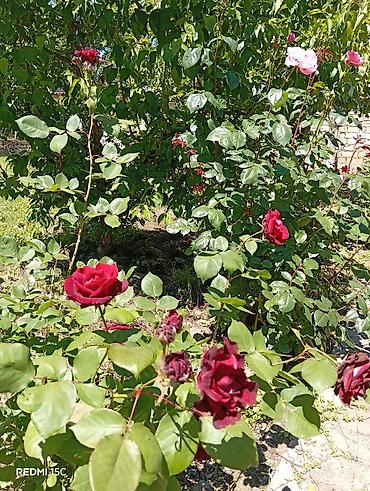 şirvanda ucuz kiraye evler: Nabran Sanset Forest otel arhasi sutkalig Kirayə üçün studiya tipli — 9